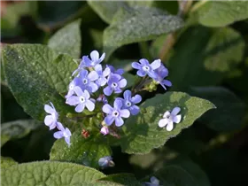 Brunnera macrophylla 'Langtrees' - Kaukasusvergissmeinnicht 'Langtrees'