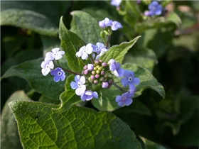 Brunnera macrophylla 'Langtrees' - Kaukasusvergissmeinnicht 'Langtrees'