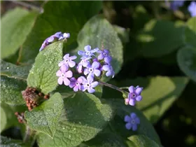 Brunnera macrophylla 'Langtrees' - Kaukasusvergissmeinnicht 'Langtrees'