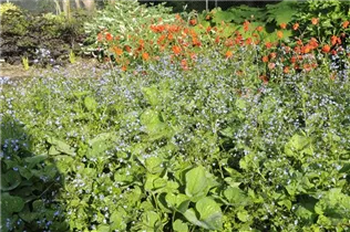 Brunnera macrophylla 'Langtrees' - Kaukasusvergissmeinnicht 'Langtrees'