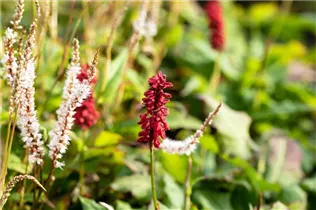 Bistorta amplexicaulis - Kerzenknöterich