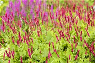 Bistorta amplexicaulis 'Atropurpureum' - Kerzen-Knöterich 'Atropurpureum' Bistorta amplexicaulis 'Atropurpureum' - Kerzen-Knöterich 'Atropurpureum'