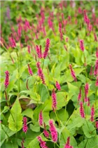 Bistorta amplexicaulis 'Atropurpureum' - Kerzen-Knöterich 'Atropurpureum' Bistorta amplexicaulis 'Atropurpureum' - Kerzen-Knöterich 'Atropurpureum'