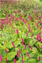 Bistorta amplexicaulis 'Atropurpureum' - Kerzen-Knöterich 'Atropurpureum' Bistorta amplexicaulis 'Atropurpureum' - Kerzen-Knöterich 'Atropurpureum'