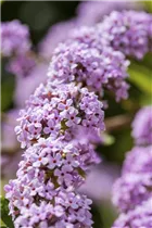 Buddleja alternifolia - Hänge-Sommerflieder