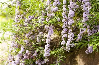 Buddleja alternifolia - Hänge-Sommerflieder