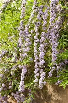 Buddleja alternifolia - Hänge-Sommerflieder