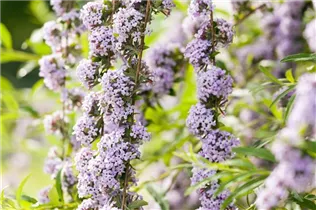 Buddleja alternifolia - Hänge-Sommerflieder
