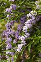 Buddleja alternifolia - Hänge-Sommerflieder