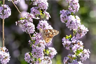 Buddleja alternifolia - Hänge-Sommerflieder