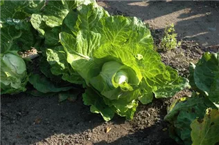 Brassica oleracea var. capitata f. alba subv. conica - Spitzkohl
