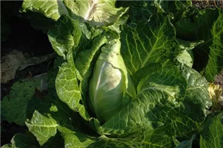 Brassica oleracea var. capitata f. alba subv. conica - Spitzkohl