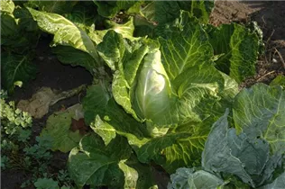 Brassica oleracea var. capitata f. alba subv. conica - Spitzkohl