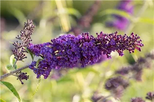 Buddleja davidii 'Black Knight' - Sommerflieder 'Black Knight'