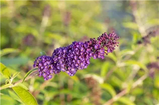 Buddleja davidii 'Black Knight' - Sommerflieder 'Black Knight'