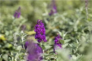 Buddleja davidii 'Blue Chip'(s) - Zwerg-Sommerflieder 'Blue Chip'(s) Buddleja davidii 'Blue Chip'(s) - Zwerg-Sommerflieder 'Blue Chip'(s)