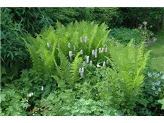 Dryopteris filix-mas - Gewöhnlicher Wurmfarn Dryopteris filix-mas - Gewöhnlicher Wurmfarn