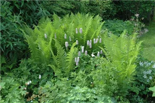 Dryopteris filix-mas - Gewöhnlicher Wurmfarn Dryopteris filix-mas - Gewöhnlicher Wurmfarn