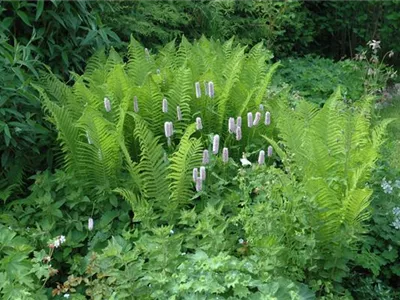 Dryopteris filix-mas - Gewöhnlicher Wurmfarn Dryopteris filix-mas - Gewöhnlicher Wurmfarn