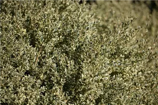 Buxus sempervirens 'Elegantissima' - Buchsbaum 'Elegantissima'