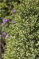 Buxus sempervirens 'Elegantissima' - Buchsbaum 'Elegantissima'