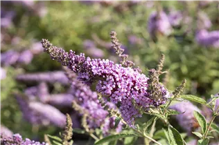 Buddleja davidii BUZZ™ 'Improved Sky Blue' - Schmetterlingsflieder BUZZ™ 'Improved Sky Blue'