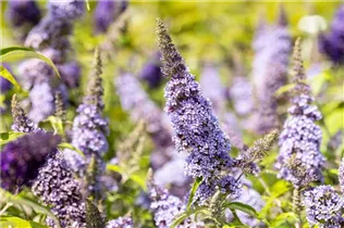 Buddleja davidii BUZZ™ 'Improved Sky Blue' - Schmetterlingsflieder BUZZ™ 'Improved Sky Blue'