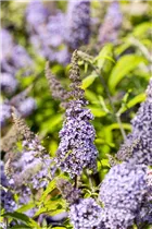 Buddleja davidii BUZZ™ 'Improved Sky Blue' - Schmetterlingsflieder BUZZ™ 'Improved Sky Blue'