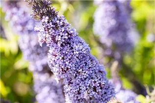 Buddleja davidii BUZZ™ 'Improved Sky Blue' - Schmetterlingsflieder BUZZ™ 'Improved Sky Blue'