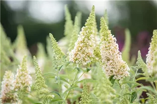 Buddleja davidii BUZZ™ 'Ivory'(s) - Schmetterlingsflieder BUZZ™ 'Ivory'