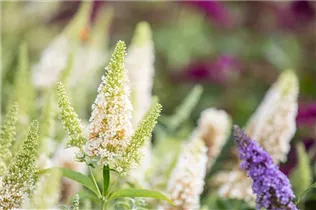 Buddleja davidii BUZZ™ 'Ivory'(s) - Schmetterlingsflieder BUZZ™ 'Ivory'