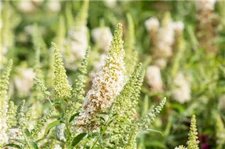 Buddleja davidii BUZZ™ 'Ivory'(s) - Schmetterlingsflieder BUZZ™ 'Ivory'