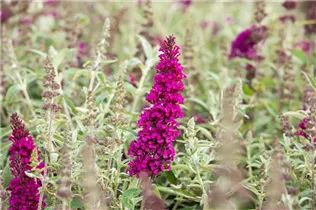 Buddleja davidii BUZZ™ 'Magenta' - Schmetterlingsflieder BUZZ™ 'Magenta'