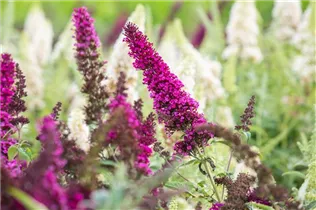 Buddleja davidii BUZZ™ 'Magenta' - Schmetterlingsflieder BUZZ™ 'Magenta'