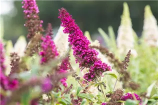 Buddleja davidii BUZZ™ 'Magenta' - Schmetterlingsflieder BUZZ™ 'Magenta'
