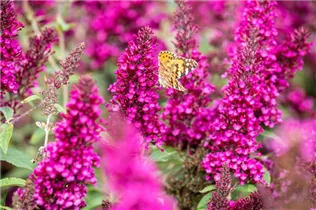 Buddleja davidii BUZZ™ 'Magenta' - Schmetterlingsflieder BUZZ™ 'Magenta'