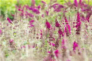 Buddleja davidii BUZZ™ 'Magenta' - Schmetterlingsflieder BUZZ™ 'Magenta'