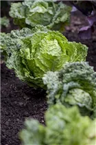 Brassica oleracea var. capitata var. sabauda 'Typ Vorbote' - Wirsingkohl 'Typ Vorbote'