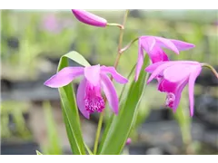 Bletilla striata - Chinaorchidee Bletilla striata - Chinaorchidee