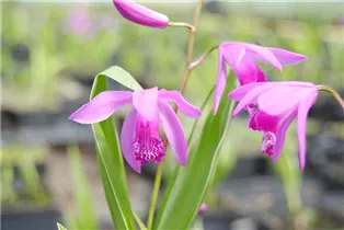 Bletilla striata - Chinaorchidee Bletilla striata - Chinaorchidee