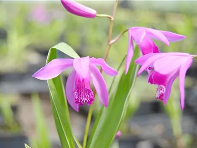 Bletilla striata - Chinaorchidee Bletilla striata - Chinaorchidee