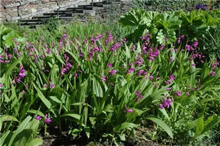 Bletilla striata - Chinaorchidee Bletilla striata - Chinaorchidee