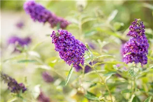 Buddleja davidii BUZZ™ 'Midnight' - Schmetterlingsflieder BUZZ™ 'Midnight' Buddleja davidii BUZZ™ 'Midnight' - Schmetterlingsflieder BUZZ™ 'Midnight'