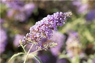 Buddleja davidii BUZZ™ 'Midnight' - Schmetterlingsflieder BUZZ™ 'Midnight' Buddleja davidii BUZZ™ 'Midnight' - Schmetterlingsflieder BUZZ™ 'Midnight'