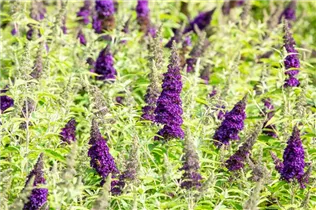 Buddleja davidii BUZZ™ 'Midnight' - Schmetterlingsflieder BUZZ™ 'Midnight' Buddleja davidii BUZZ™ 'Midnight' - Schmetterlingsflieder BUZZ™ 'Midnight'