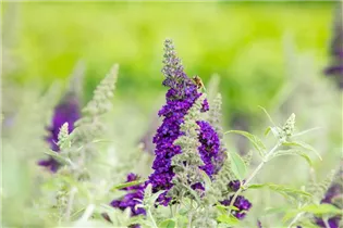 Buddleja davidii BUZZ™ 'Midnight' - Schmetterlingsflieder BUZZ™ 'Midnight' Buddleja davidii BUZZ™ 'Midnight' - Schmetterlingsflieder BUZZ™ 'Midnight'