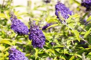 Buddleja davidii BUZZ™ 'Midnight' - Schmetterlingsflieder BUZZ™ 'Midnight' Buddleja davidii BUZZ™ 'Midnight' - Schmetterlingsflieder BUZZ™ 'Midnight'