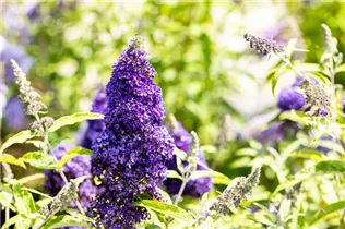 Buddleja davidii BUZZ™ 'Midnight' - Schmetterlingsflieder BUZZ™ 'Midnight' Buddleja davidii BUZZ™ 'Midnight' - Schmetterlingsflieder BUZZ™ 'Midnight'