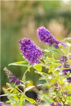 Buddleja davidii BUZZ™ 'Midnight' - Schmetterlingsflieder BUZZ™ 'Midnight' Buddleja davidii BUZZ™ 'Midnight' - Schmetterlingsflieder BUZZ™ 'Midnight'