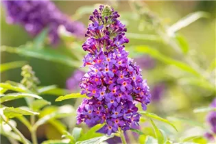 Buddleja davidii BUZZ™ 'Midnight' - Schmetterlingsflieder BUZZ™ 'Midnight' Buddleja davidii BUZZ™ 'Midnight' - Schmetterlingsflieder BUZZ™ 'Midnight'